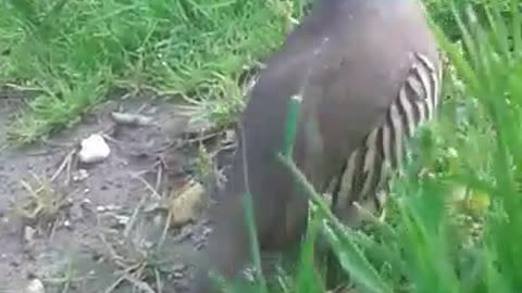 Strange amazing bird eating grass