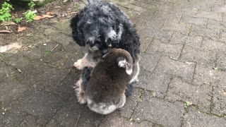 Baby Koala Mistakes Doggy For Its Mother