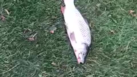 Live fish !! Amazing Carp fish !! in Ontario lake