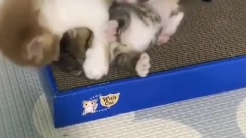 Couple of Kittens Fighting