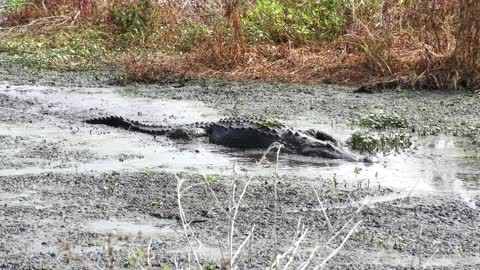 american alligator walking in the mud