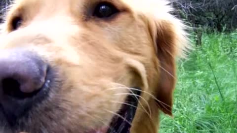 Golden Retriever and whitetail deer newborn