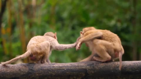 Hilarious Monkey Antics: Non-Stop Fun and Laughter! 🐒😂