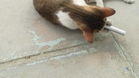 cat playing with small iron pipe