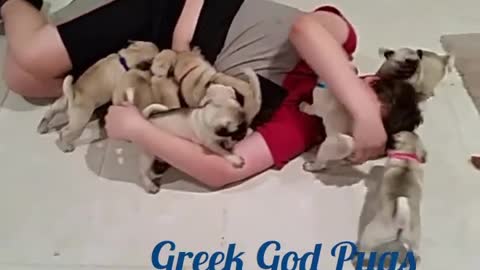 Litter Of Pug Puppies Completely Swarm Human