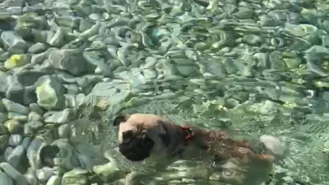 Brown pug dog swimming in water with rocks