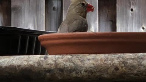 #Back Yard Birds Hawai’i The Albino Northern Cardinal