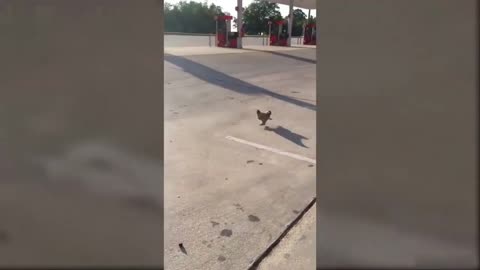 Chicken is following a person