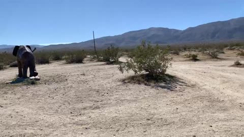 Anza Borrego trio of elephant Sculptures