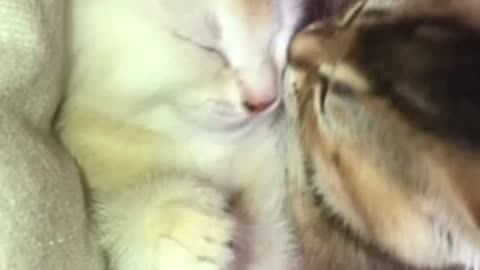 Heart-warming video of two kittens sharing hugs and kisses