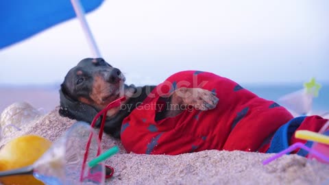 💗Cute fat dog black and tan, lies sunbathing at the beach sea on summer vacation holidays #09💗