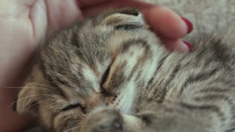 cute kitty cuddling video #7