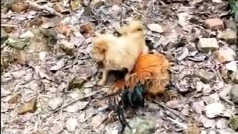 Rooster VS Dog Fight - Funny Dog Fight Videos