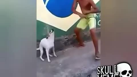 dancing dog,dancing dog