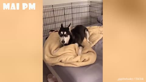 Funny Angry Dogs 🐶🤣🐶🤣🐶🤣😍😍👌 Watch Until The End! Don't Mess With These Pets🐶