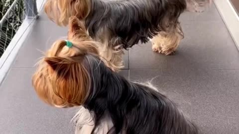 Dog information -Yorkshire Terrier