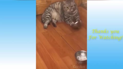 So cute funny playing cat