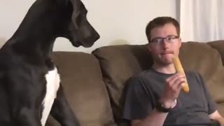 This big doggy gets an attitude when owner won't share food