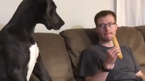 This big doggy gets an attitude when owner won't share food