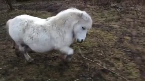 special dance on a small horse