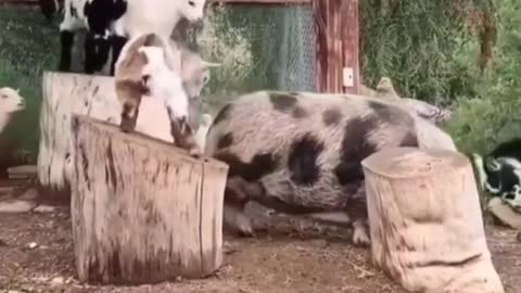 Cute Baby Goats Catch A Ride On A Pig