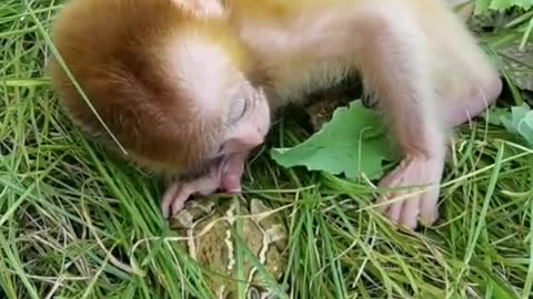 Baby baboon was scared by frog