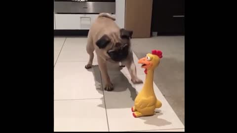 The dog and the singing chicken.