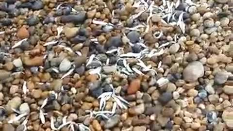 A School of fish wash ashore in Eastbourne