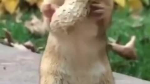 Eastern Chipmunk Eating a Large Peanut!