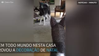 Este husky está desconfiado da decoração de natal