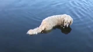 Another fishing dog!