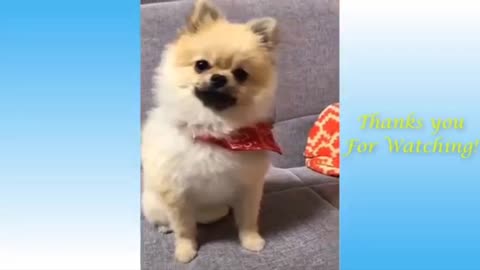 Cute and pets funny comedy amazing video