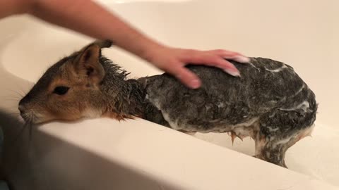 Patagonian mara makes adorably cute noises during bath