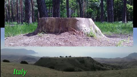 WHAT? COULD Some mountains are ancient giant trees? When you start to wake up you can't go back?