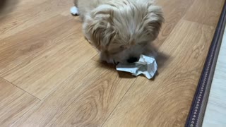 The cute dog general playing with paper