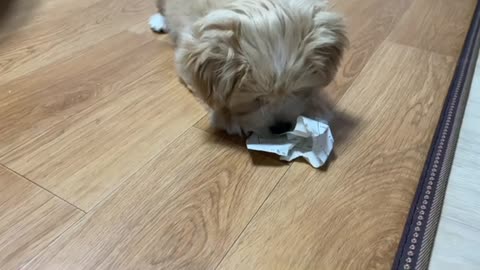 The cute dog general playing with paper