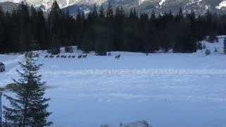 A Line of Deer During Lunch