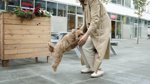 A smart dog playing with a girl