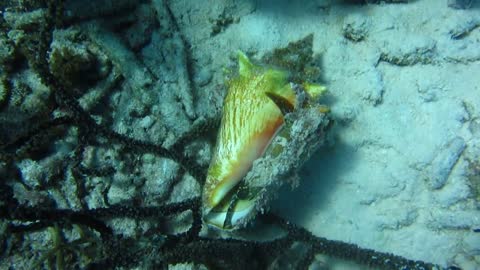 Conch in Bonaire