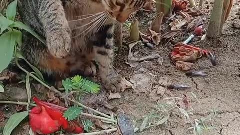 cute cat with lizard