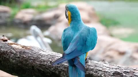 BLUE Macaw WALKING ON THE TREE