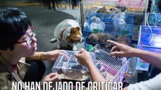 Sus cachorros serían vendidos en el mercado negro y su reacción es conmovedora