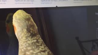 Cockatiel Trying to Catch Mouse Pointer