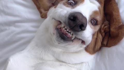 Adorkable Basset Hound Makes Silly Faces