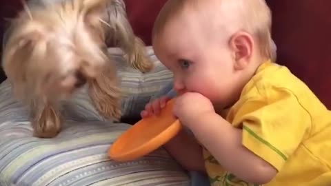 Funny babies annoying dog