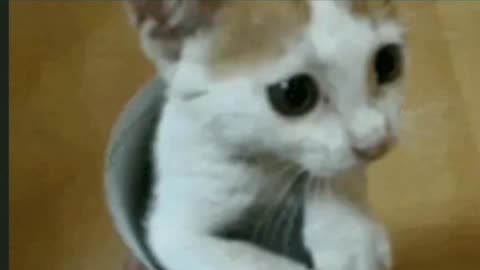 The Cutest kitty is don't want to touch by his owner