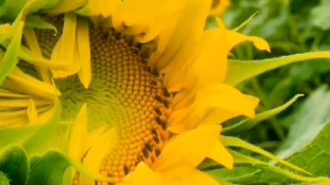Sun flower ||natural beauty || nature