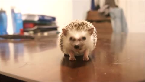 Cute Little Hedgehogs Compilation / so sweet