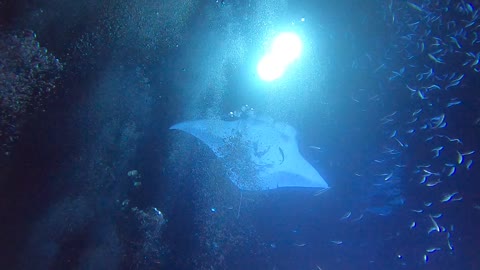 INSANE!! Diving with Manta Rays! 🤙🤙