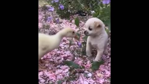 😍 Cute Baby Dogs 😍 10th May 2021